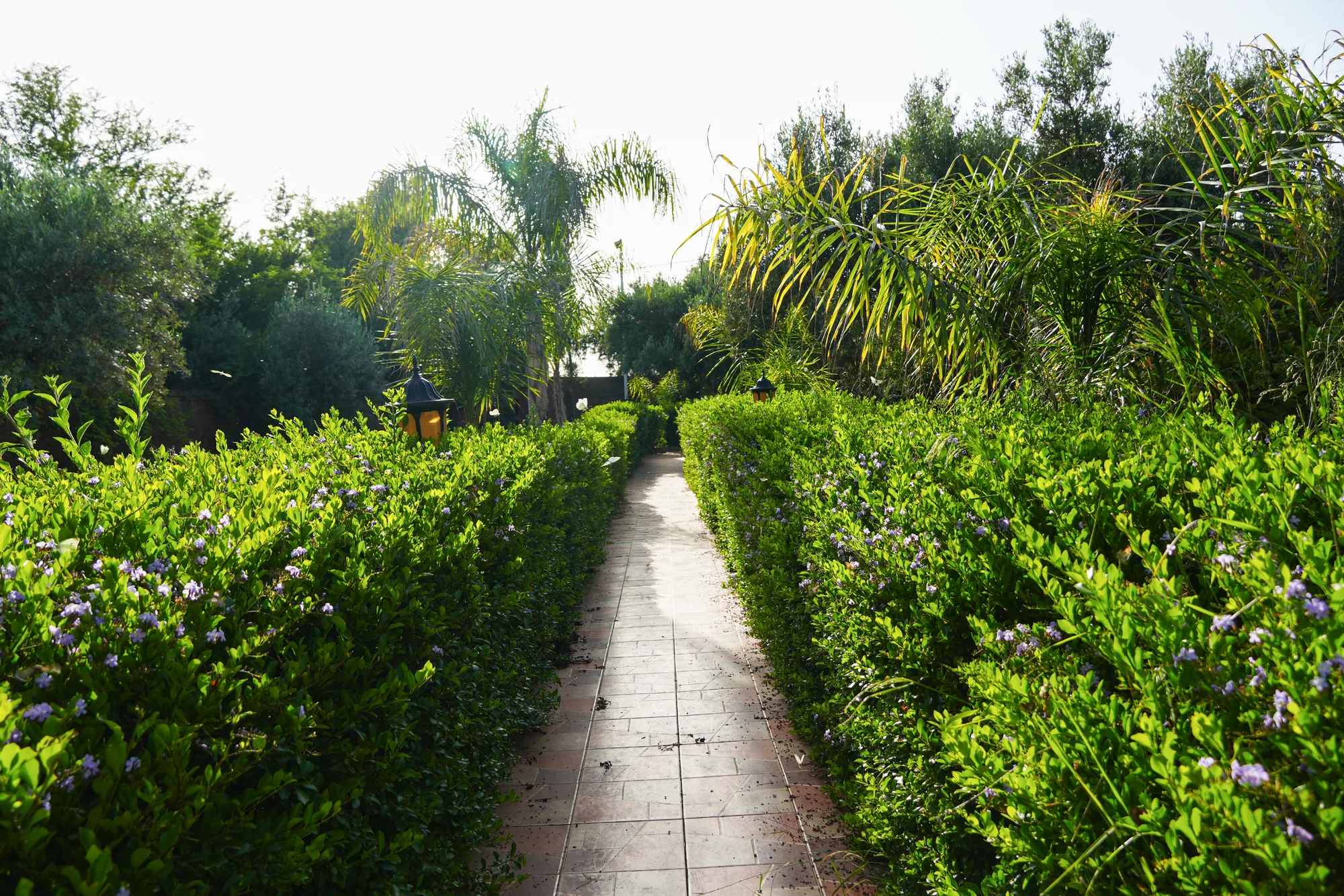 Villa Jenane Rabia — Allée du jardin